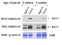 BAK1 | Brassinosteroid insensitive 1-associated receptor kinase 1 in the group Antibodies Plant/Algal / Hormones / Brassinosteroids/regulation at Agrisera AB (Antibodies for research) (AS12 1858)